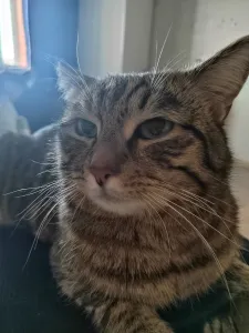 Фотосессионное