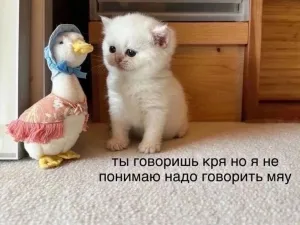 Уточки туточки