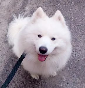 Самоед Север