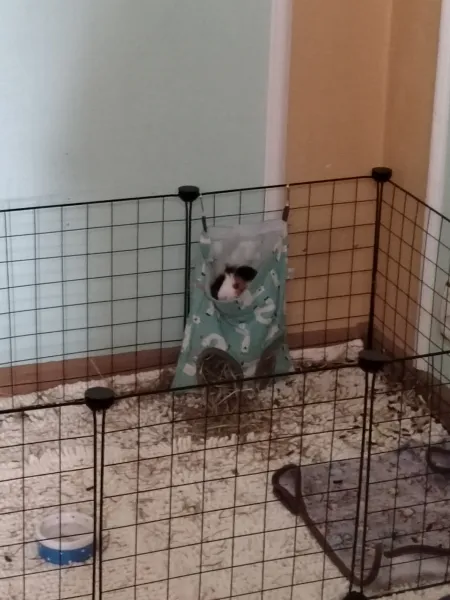 Свинское царство