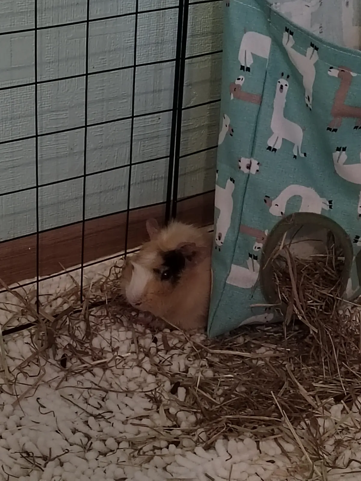 Свинское царство