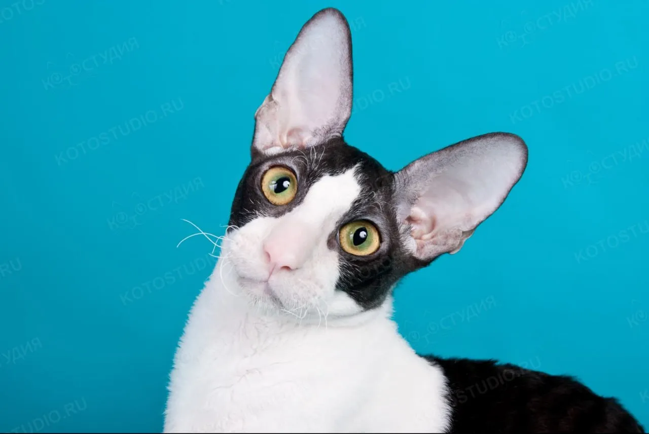 Это Яшино фото в молодости (сейчас ему 15 лет). По-моему получился похож )