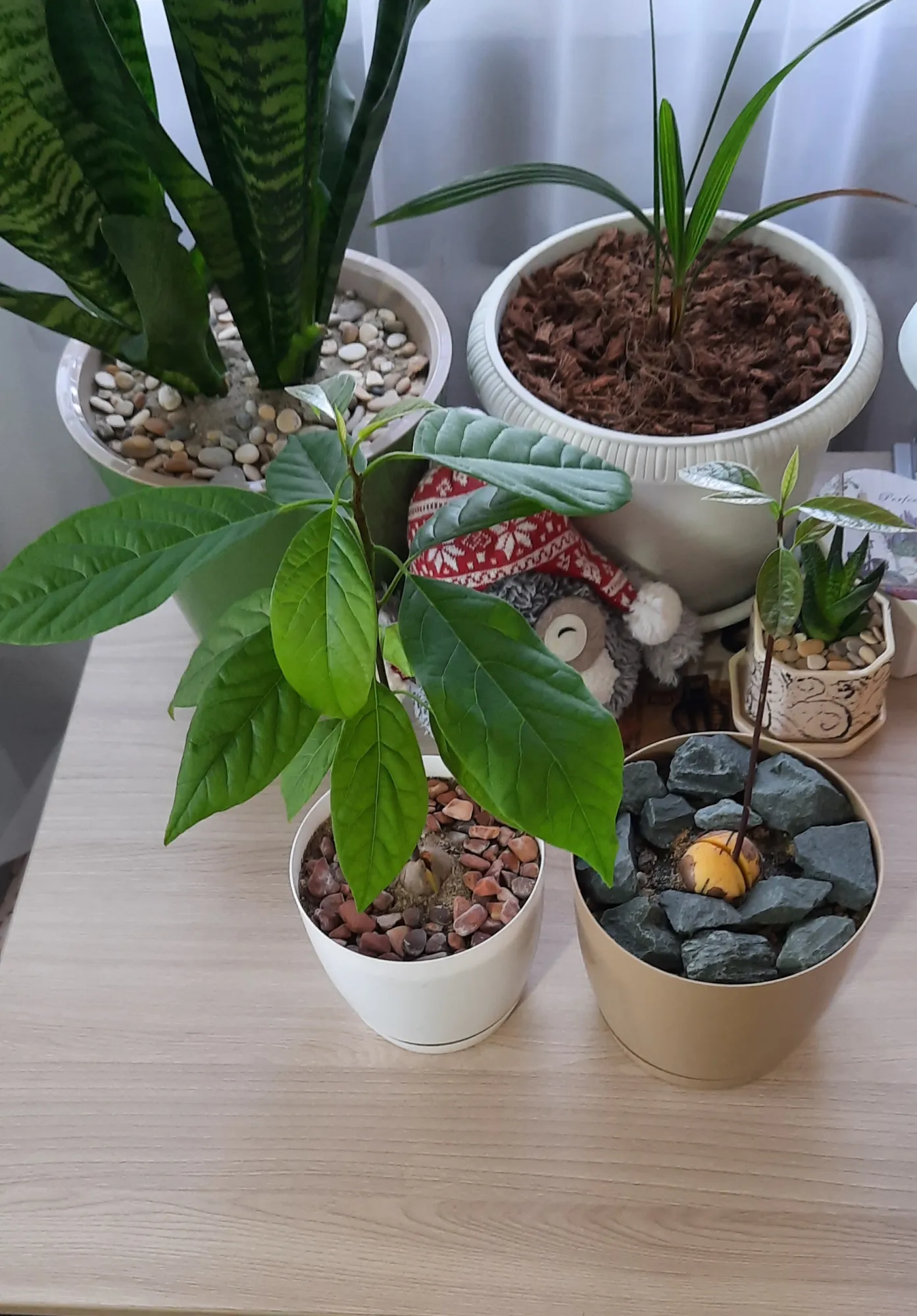 Вот первая неделя-две после прорастания