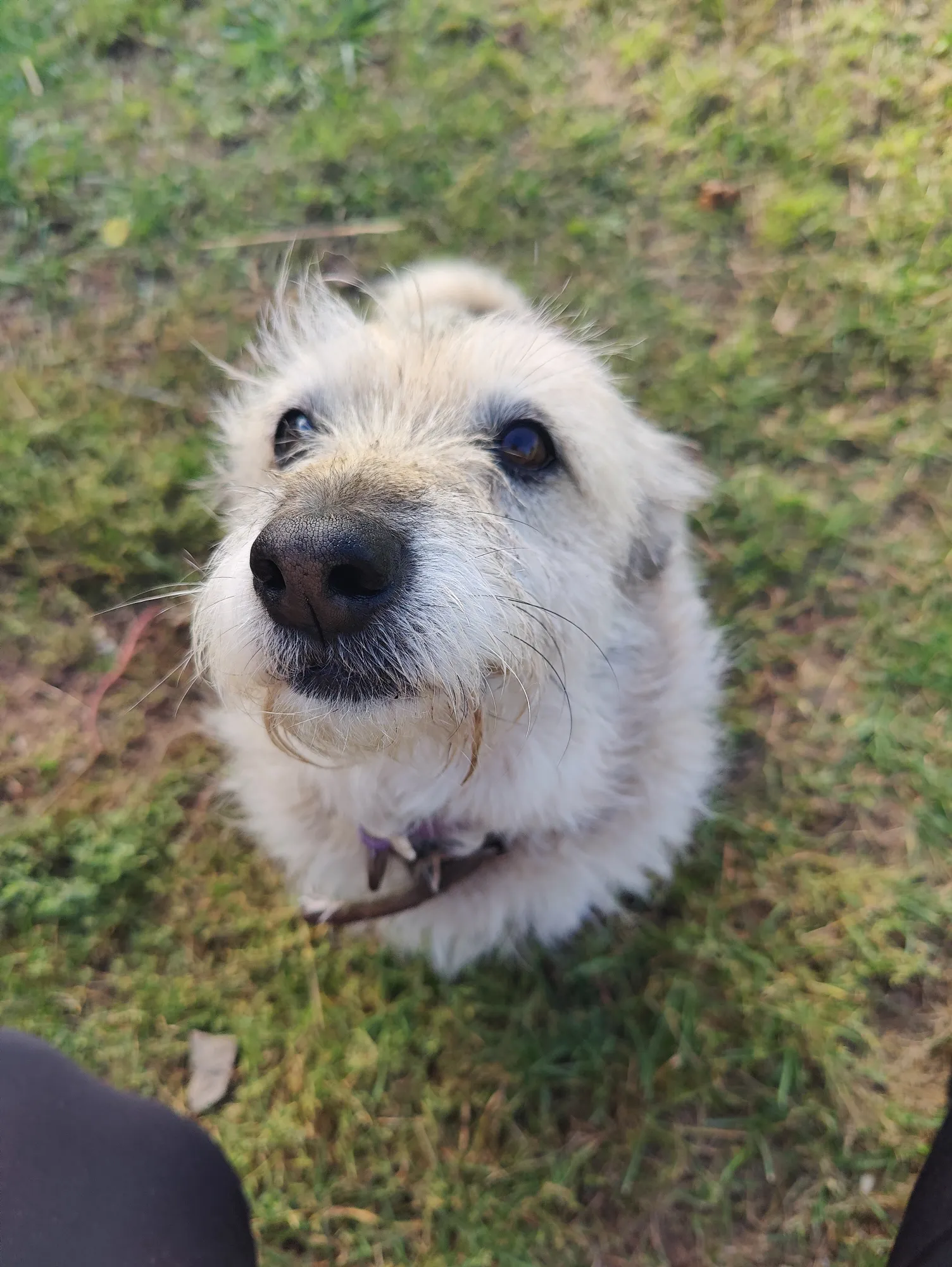 Вуки. Подкидыш