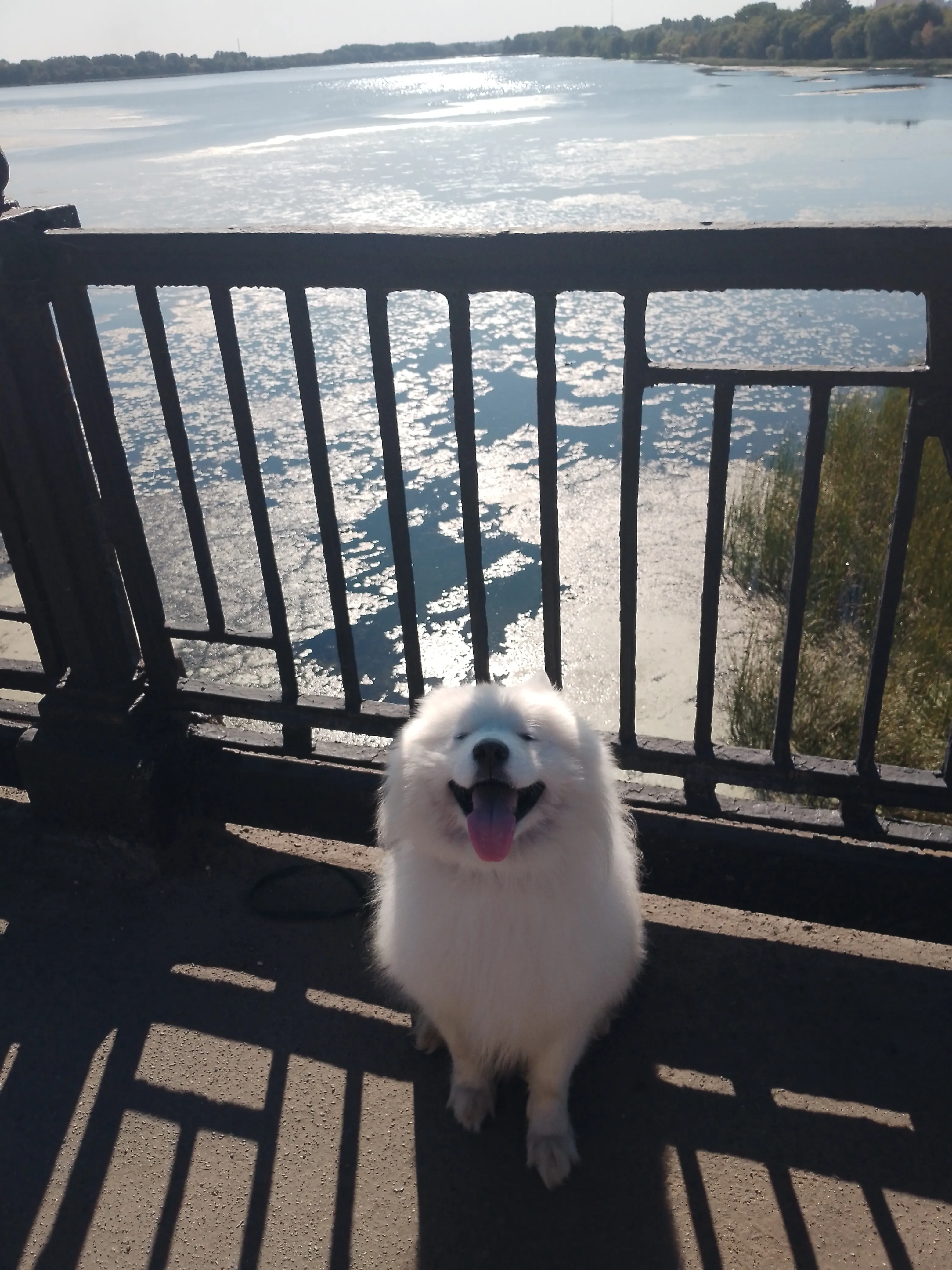 Мост в г.Липецк через реку Воронеж