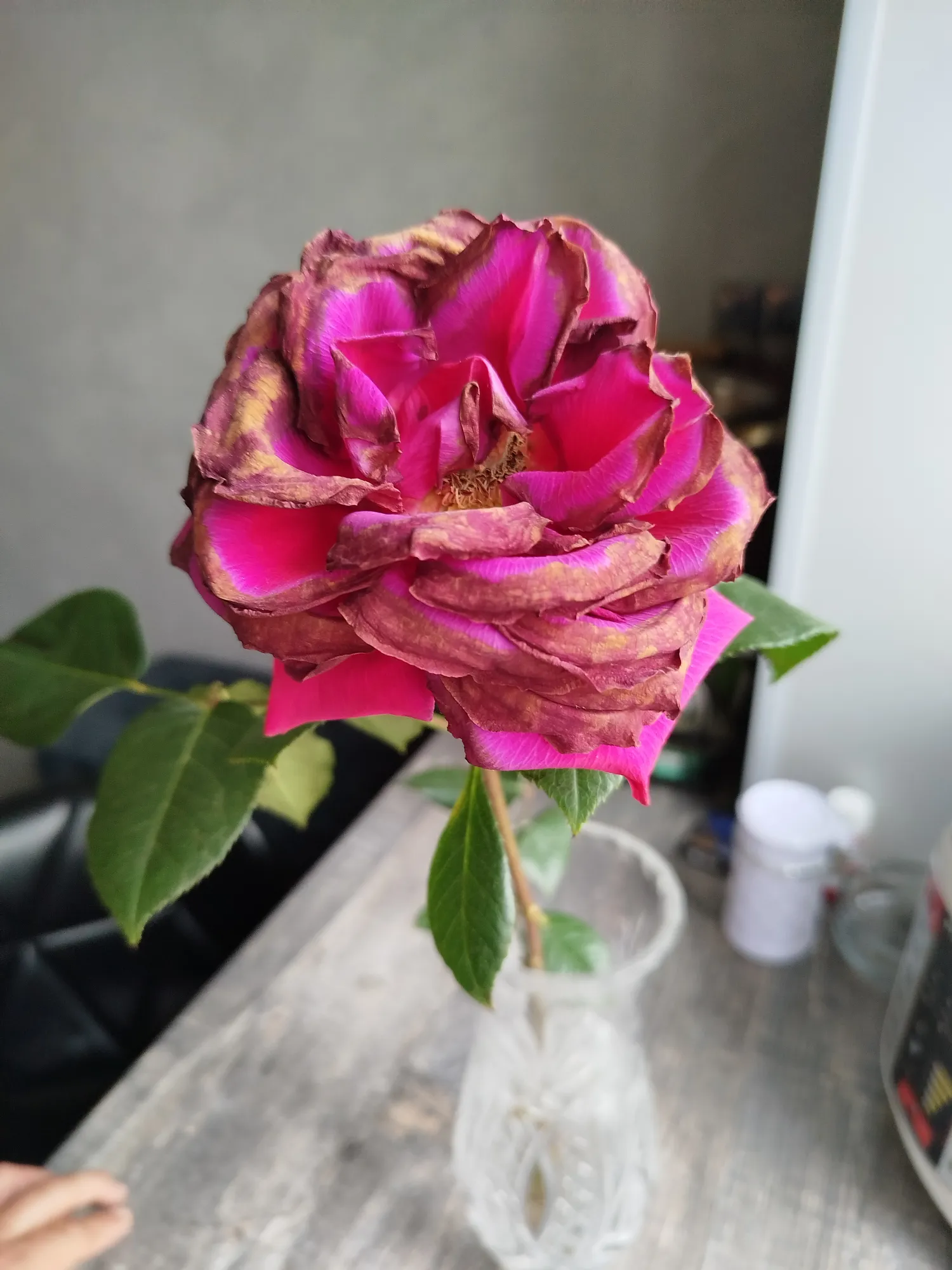 Больше месяца уже стоит, сначала был просто розовым, потом края лепестков стали пурпурными и вот несколько дней назад сохнуть начали.