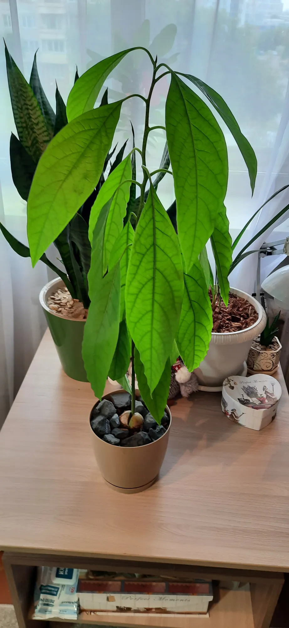 А вот через месяц-два. Потом становится ещё некрасивее и темнее:)