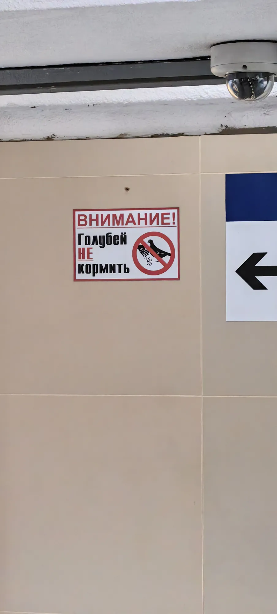 Непокормили голубей
