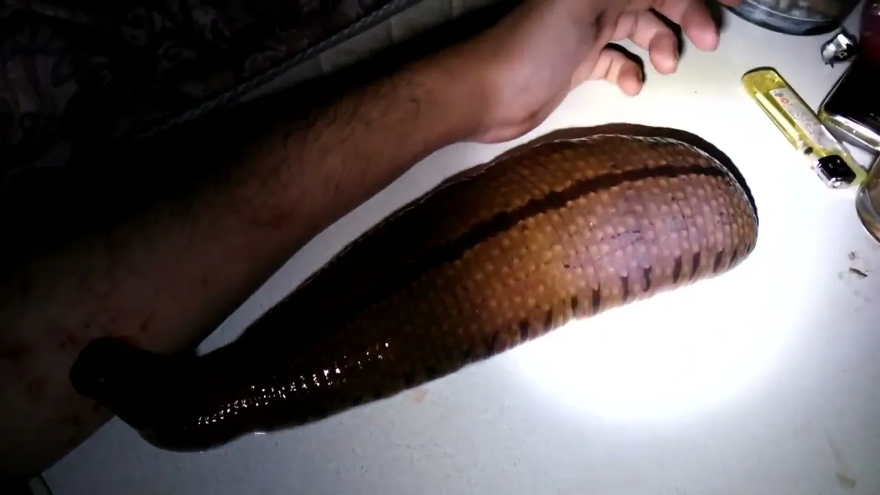 Говорят у этого парня есть целый канал на тытубе, где он пиявками балуется, я не искал, да и мне не интересно