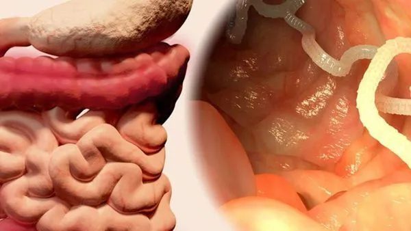 Взрослая особь