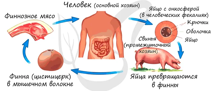 Жизненный цикл