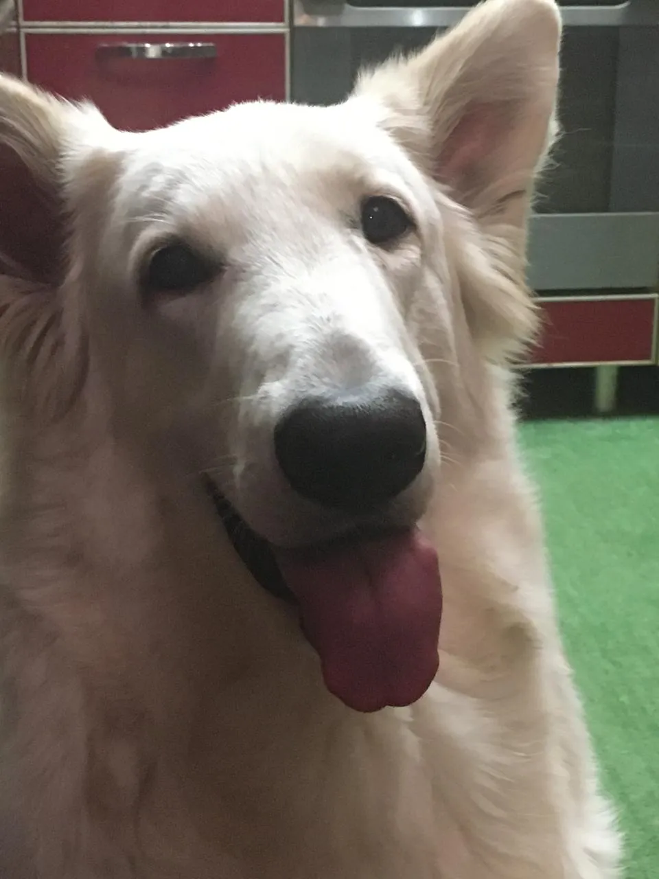 Собака Лиза - белая шведская овчарка