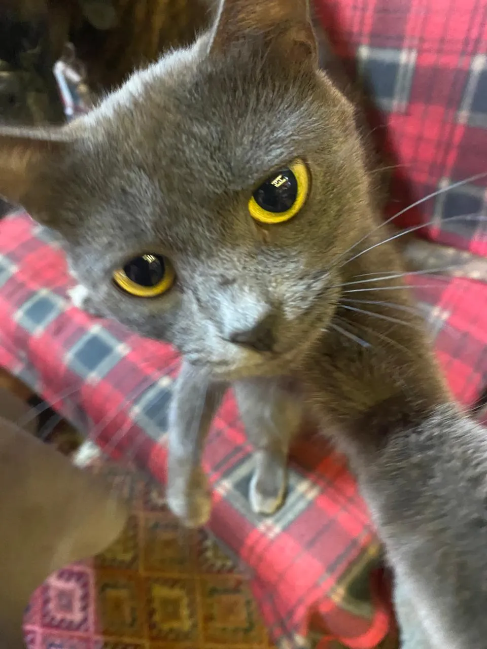 Кошка Есения - Гаврюшина младшая сестра