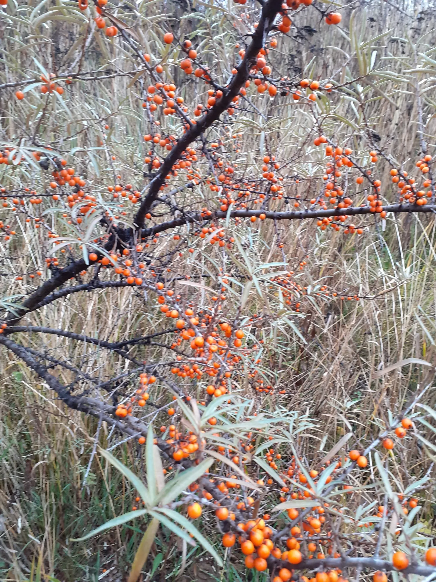 Облепиха вот красивая)