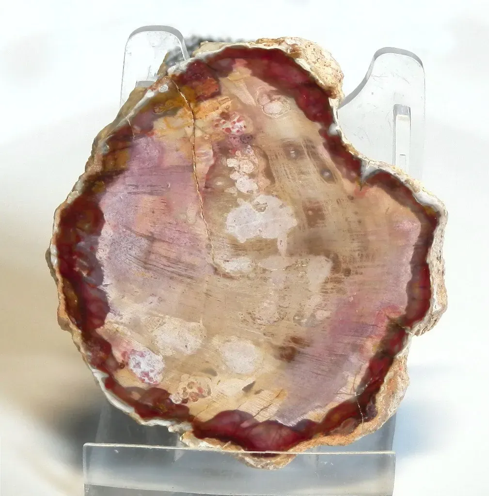 Окаменелое дерево