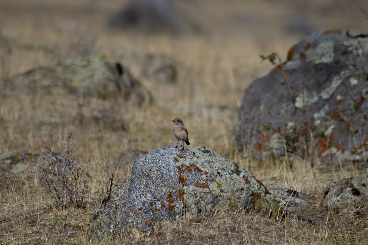 Мелкий птиц, каменка-плясунья :)