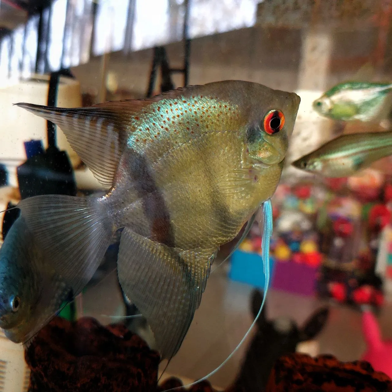 Скалярии один штук