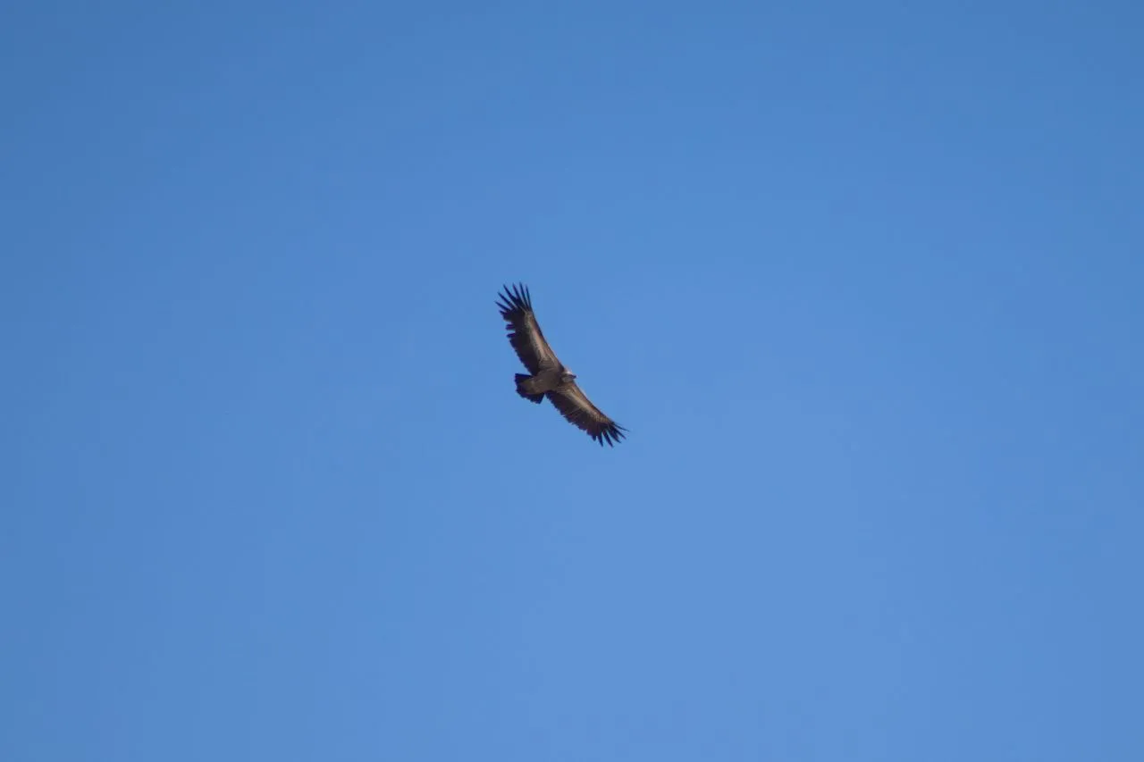 Сколько смотрел за ним так и не увидел атаку