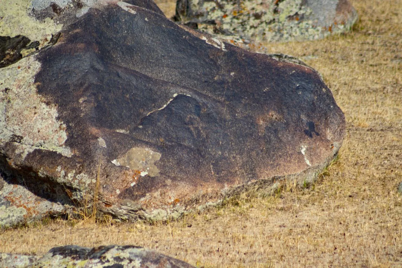 Очередной мелкий козлик