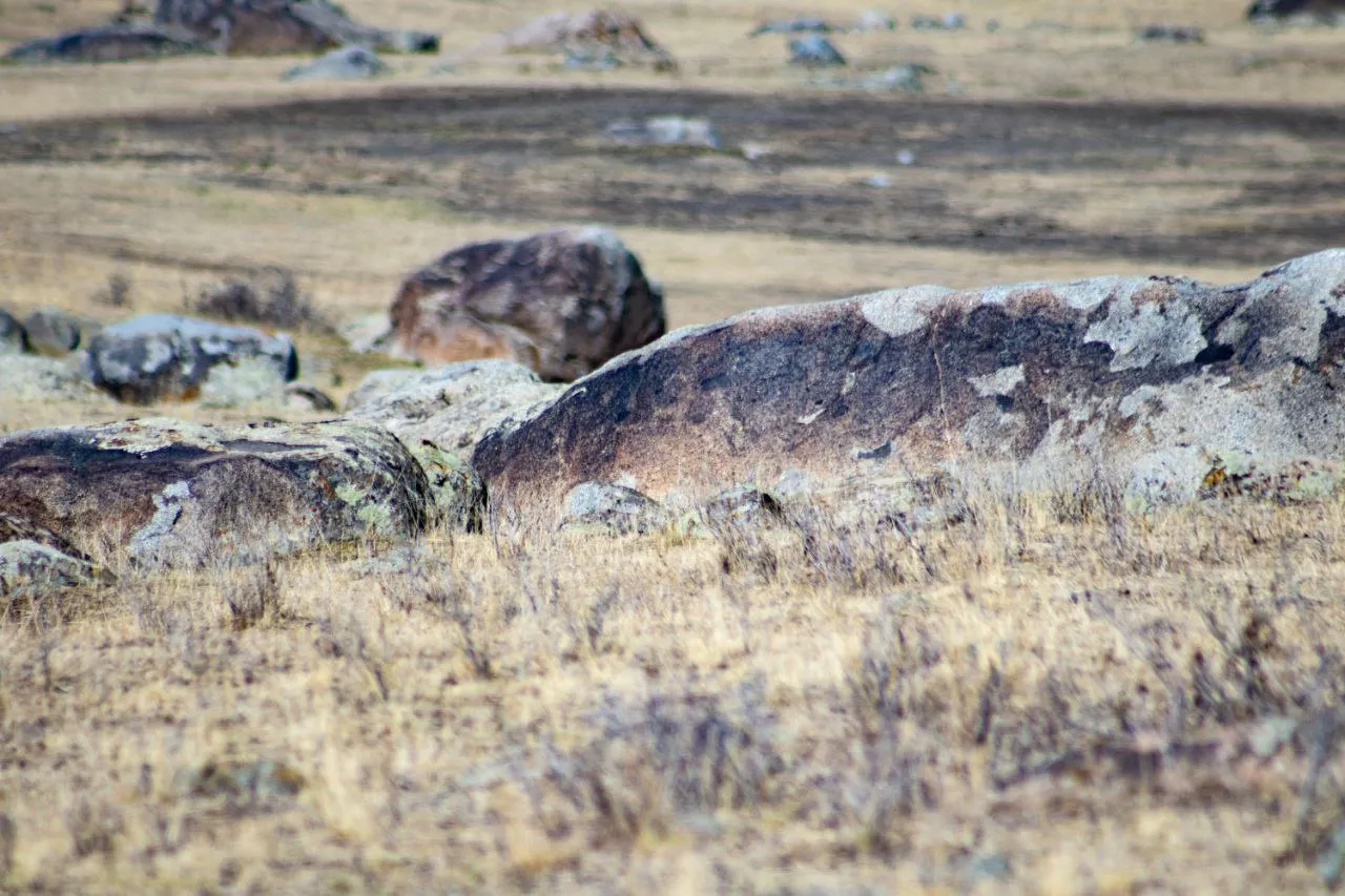 Этот козлик думал спрячется