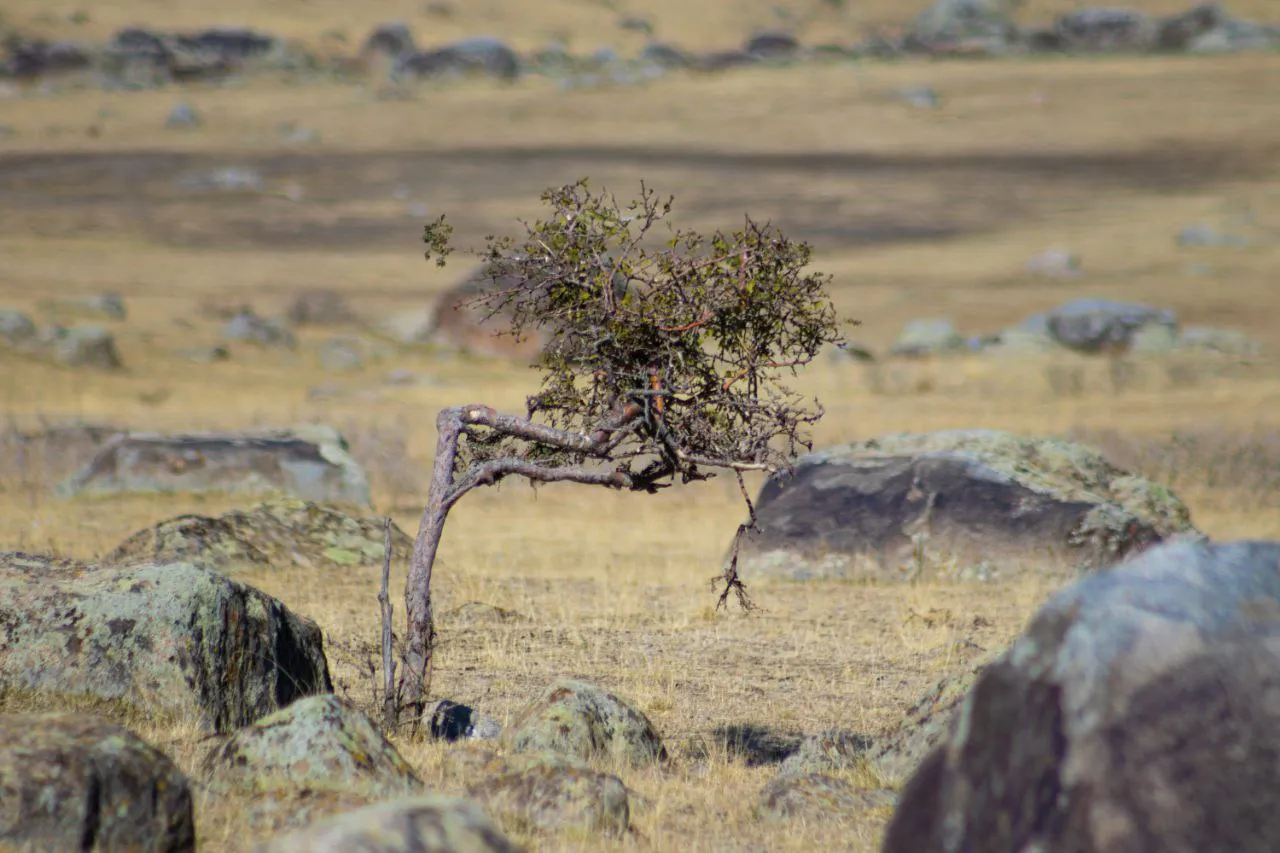 Сложная жизнь в горах однако