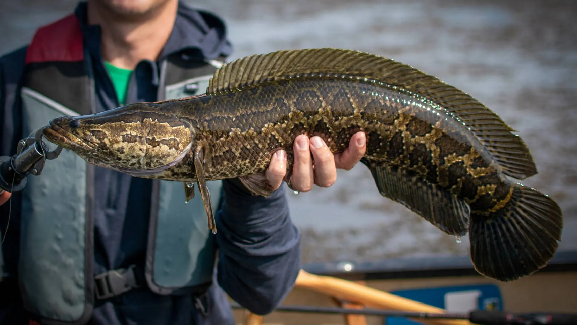Красавчик! Фото не моё.
