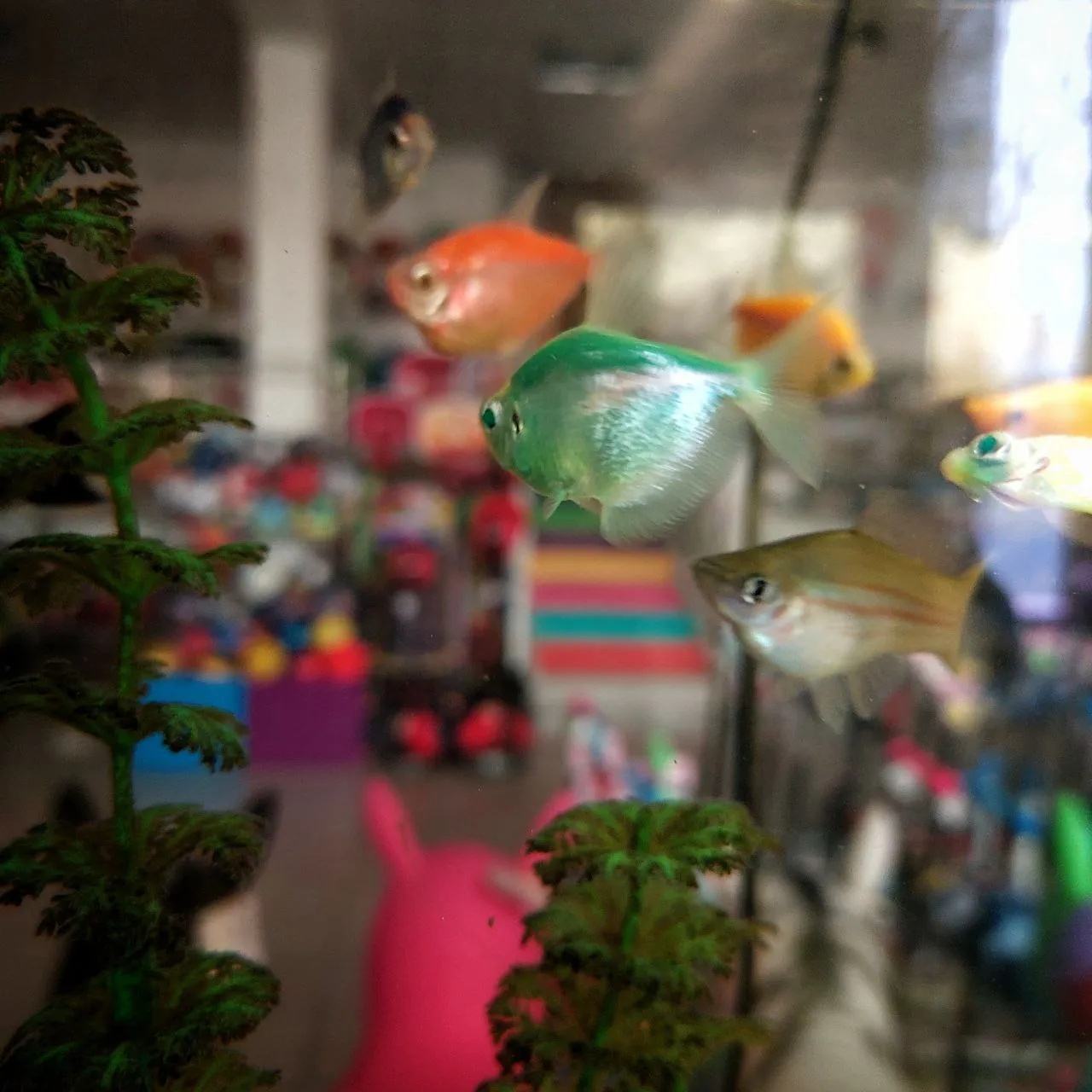 Тернеции карамельки.