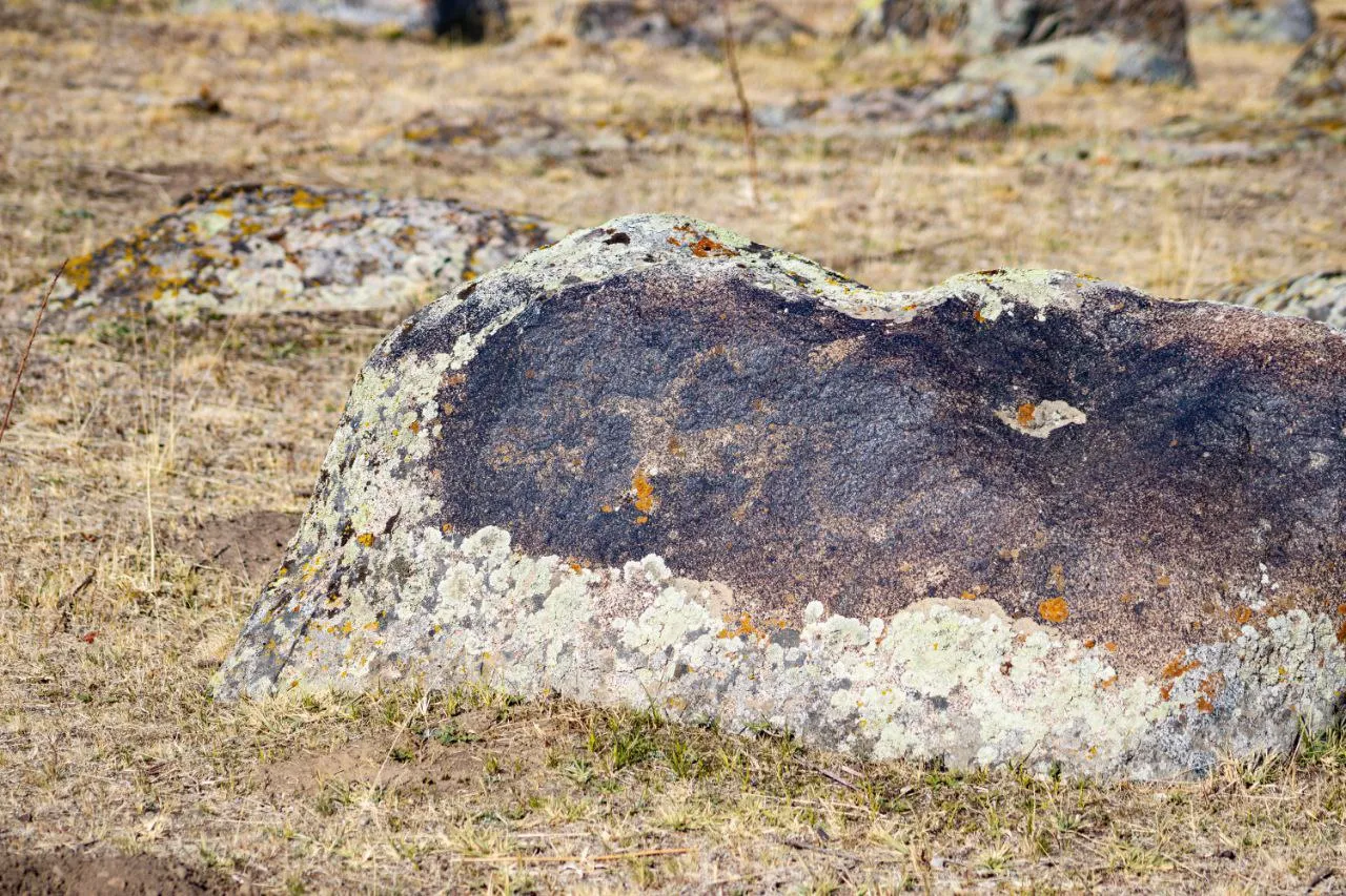 Опять козел