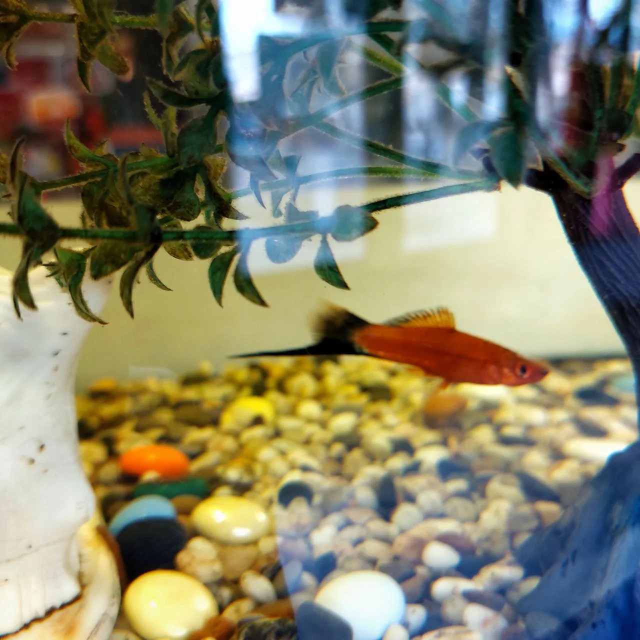 Меченосцы. Пузатые самки никак не хотели в кадр.