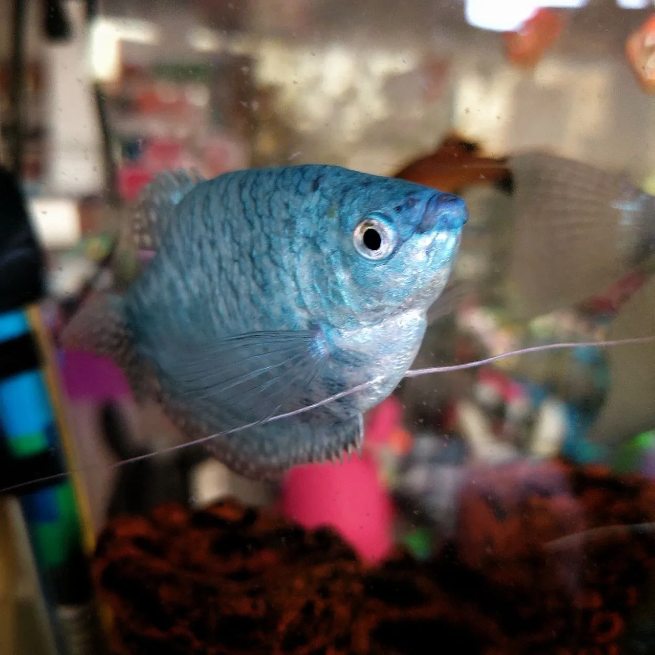 Люди дают еду, умный гурами.