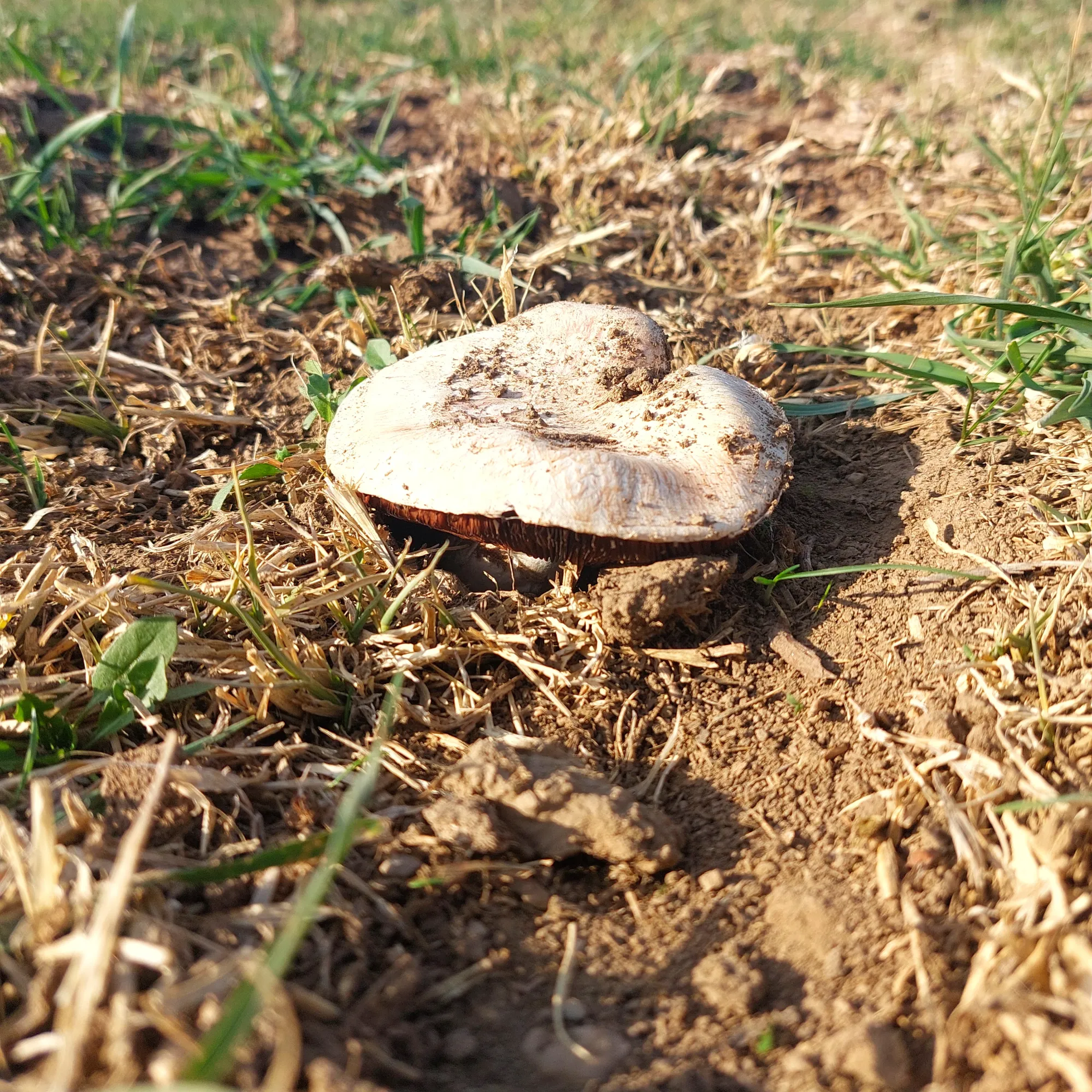 грибы пошли, какой снеговик