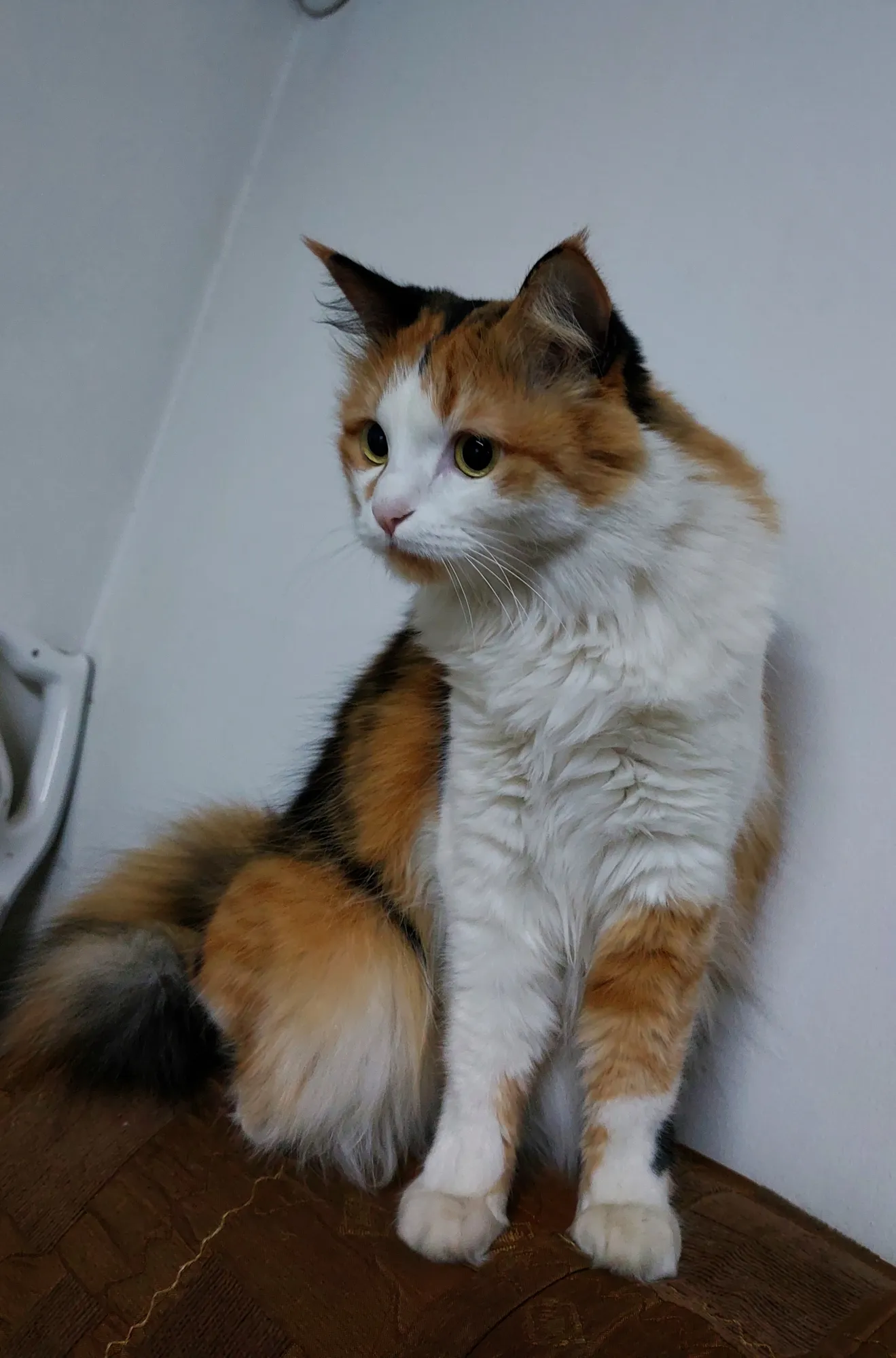 Кошь в шоке