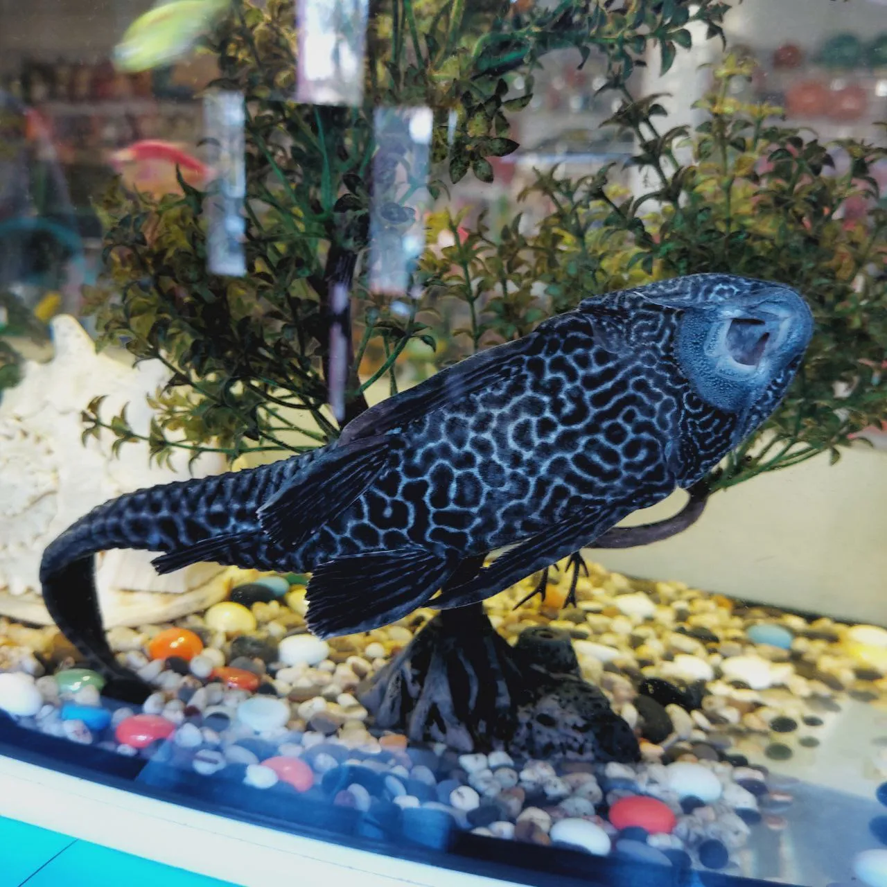 Самый старый житель. Около 27 см вымахал.&nbsp;