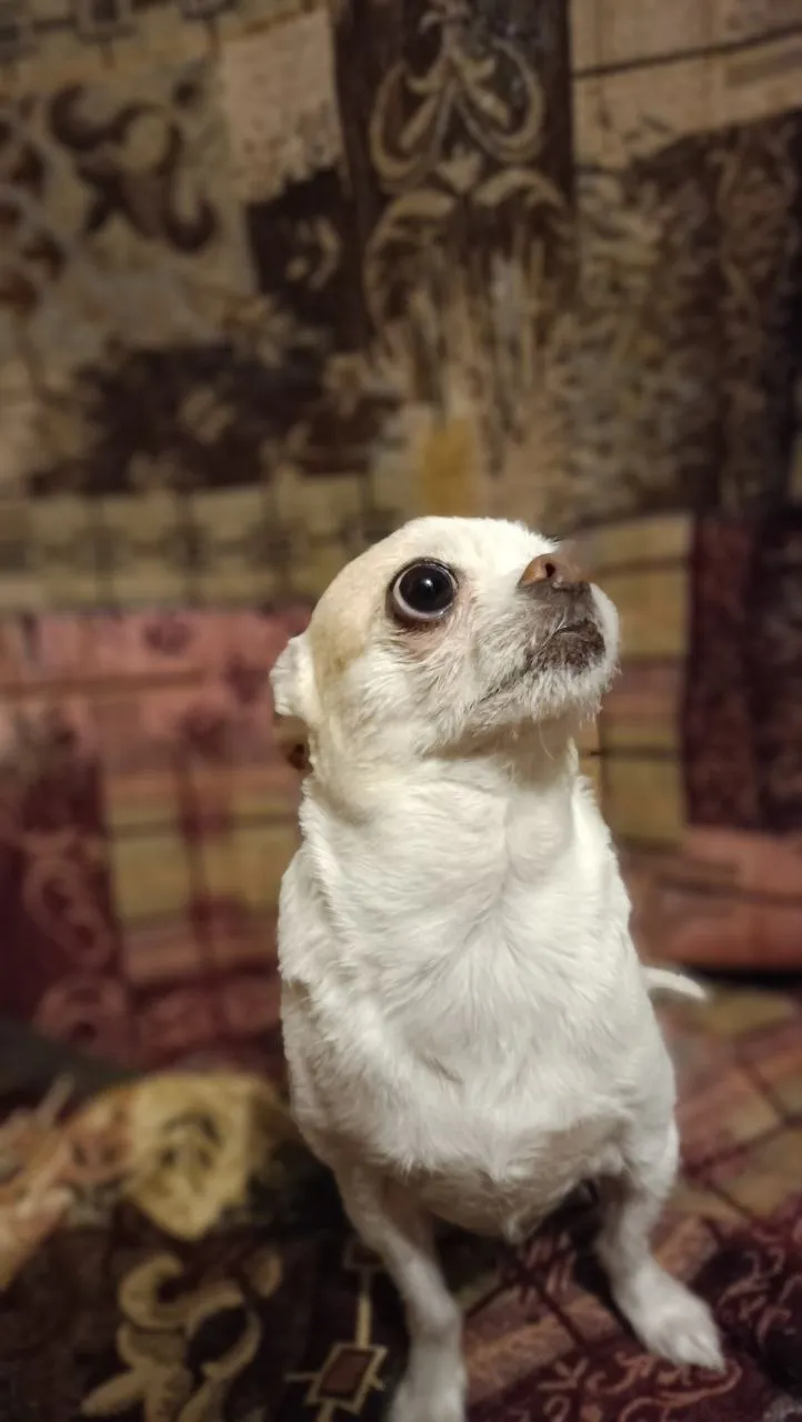 Если смотреть на небо, то можно увидеть луну. Ауф!