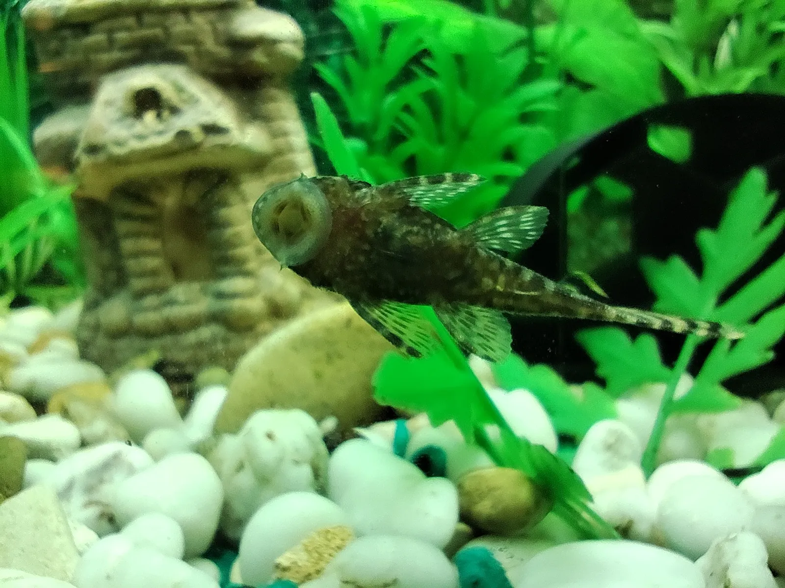 Чмоке всем в этом чятеке