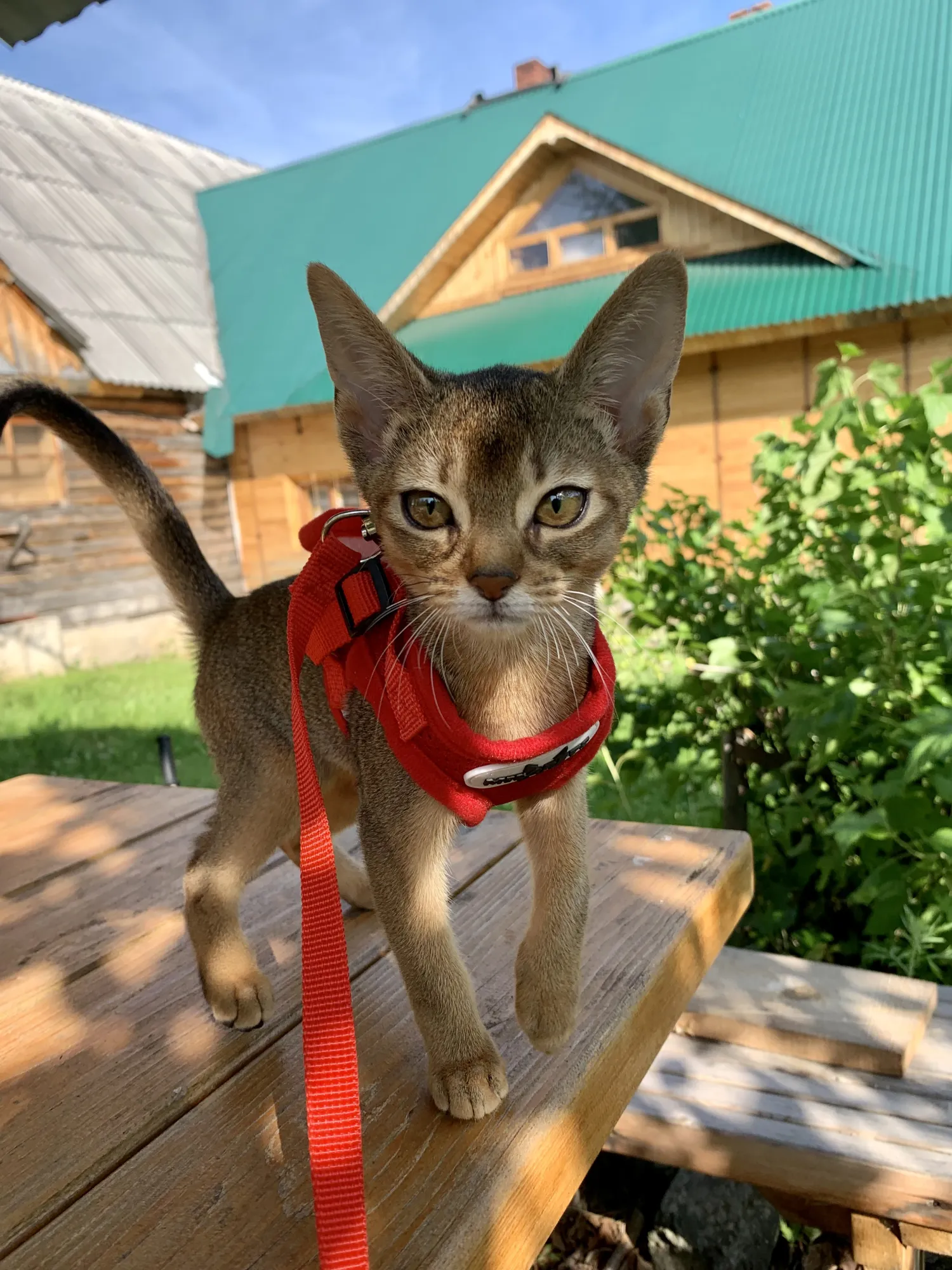 Тут через 1-1,5 мес после стрижки