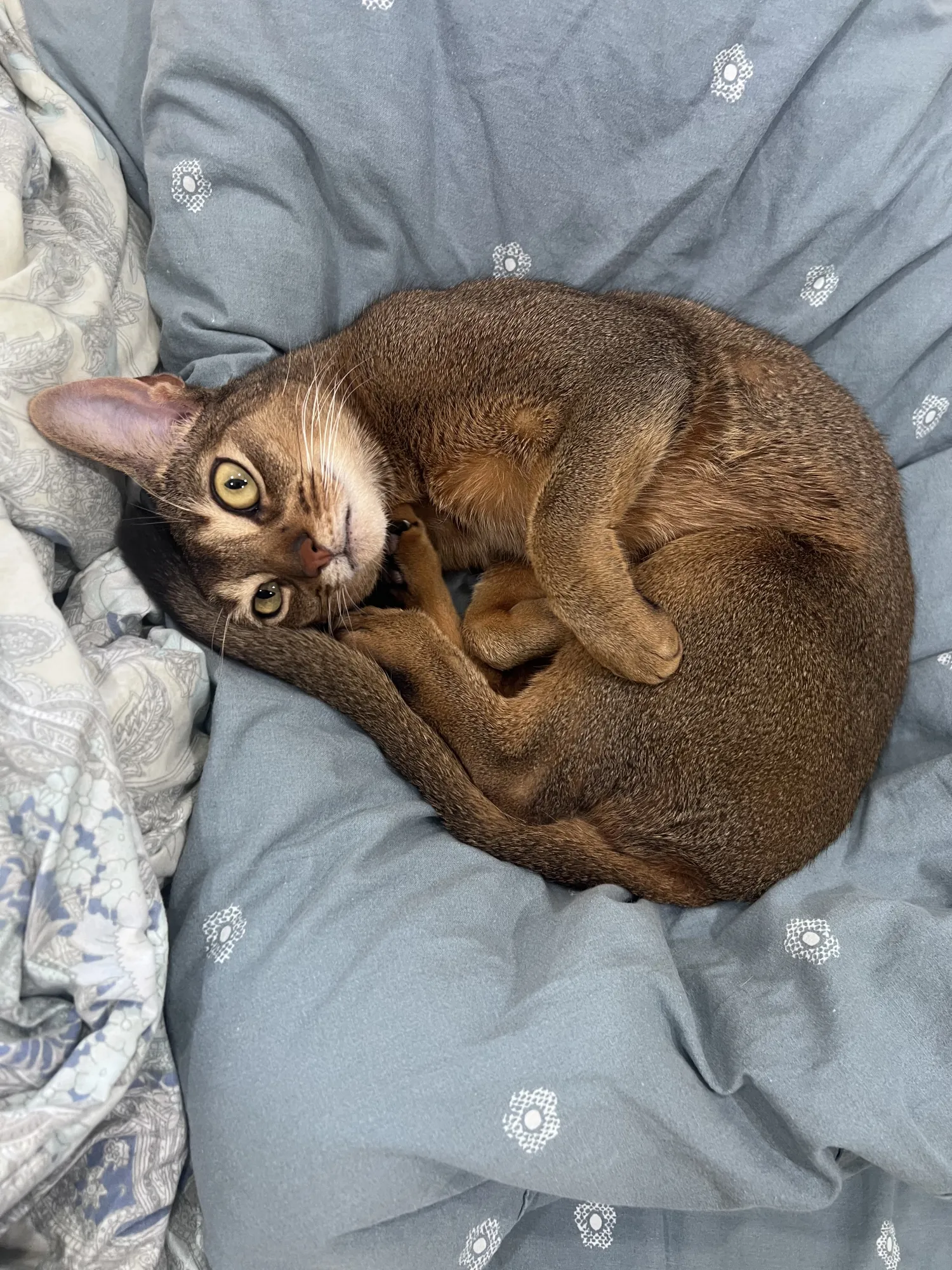 В смысле пылесос не для игр?!