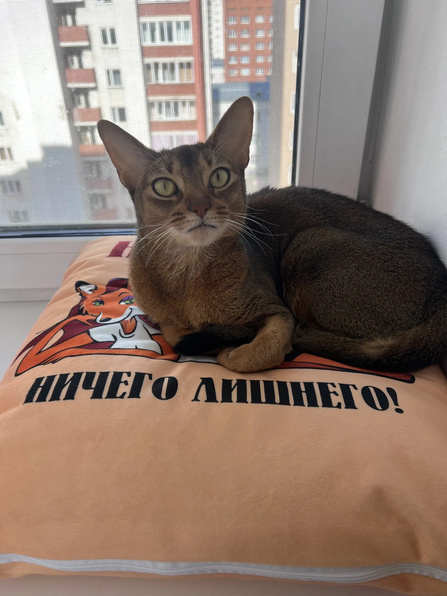 Кошка говорит: ни стыда, ни совестим ничего лишнего)