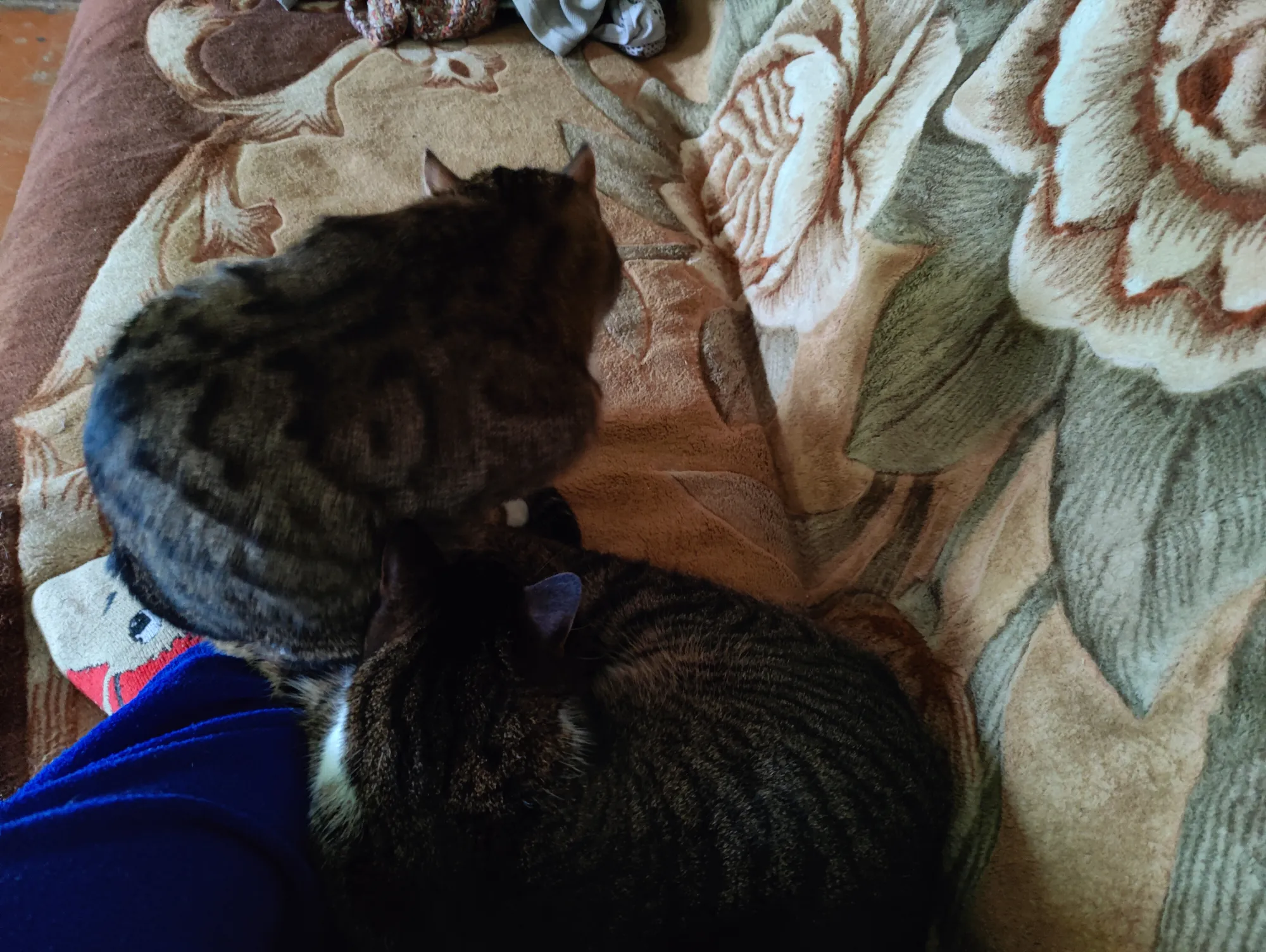 Масяню помыл, теперь время заняться собой))