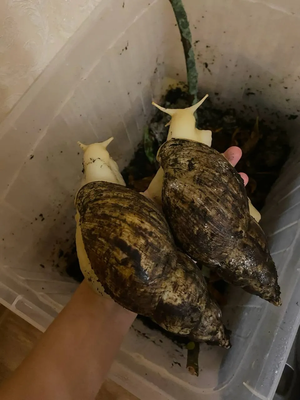 Размеры для наглядности, ещё не помню эти доросли или еще расти будут.