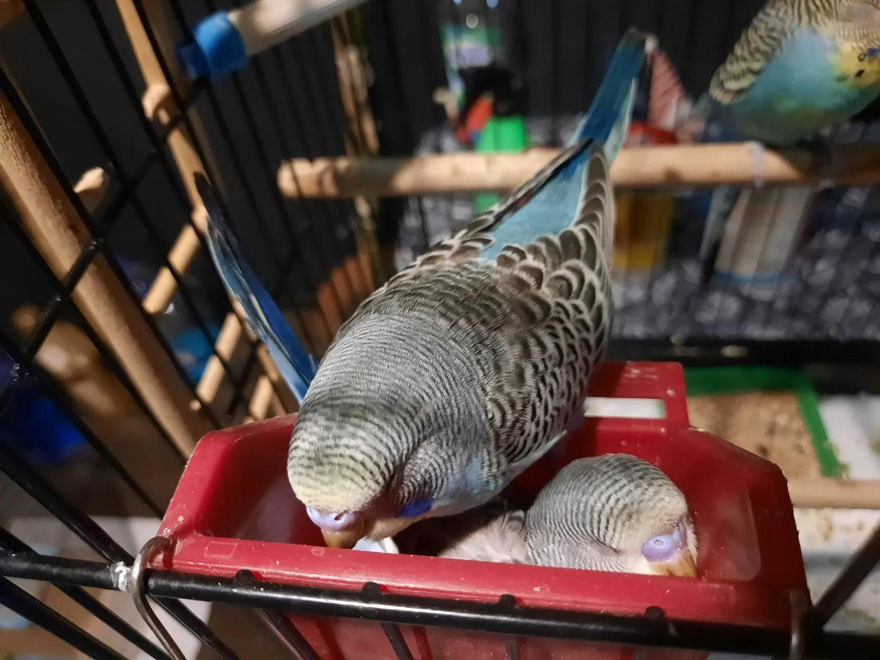 Опять под братом :D