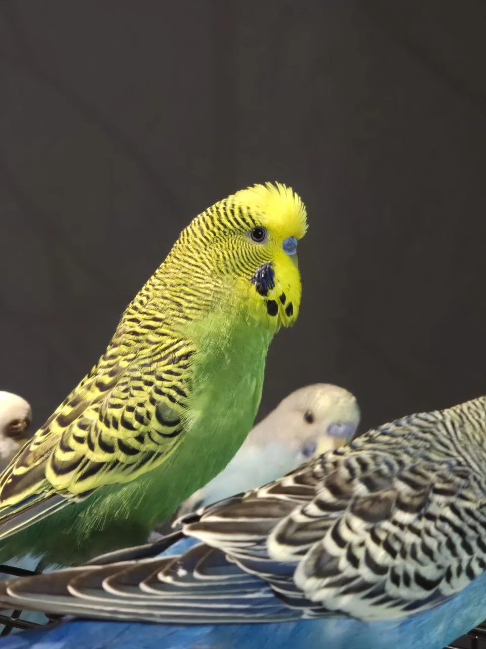 Перевозбуждённый, нахохлился и распустил свои усы)