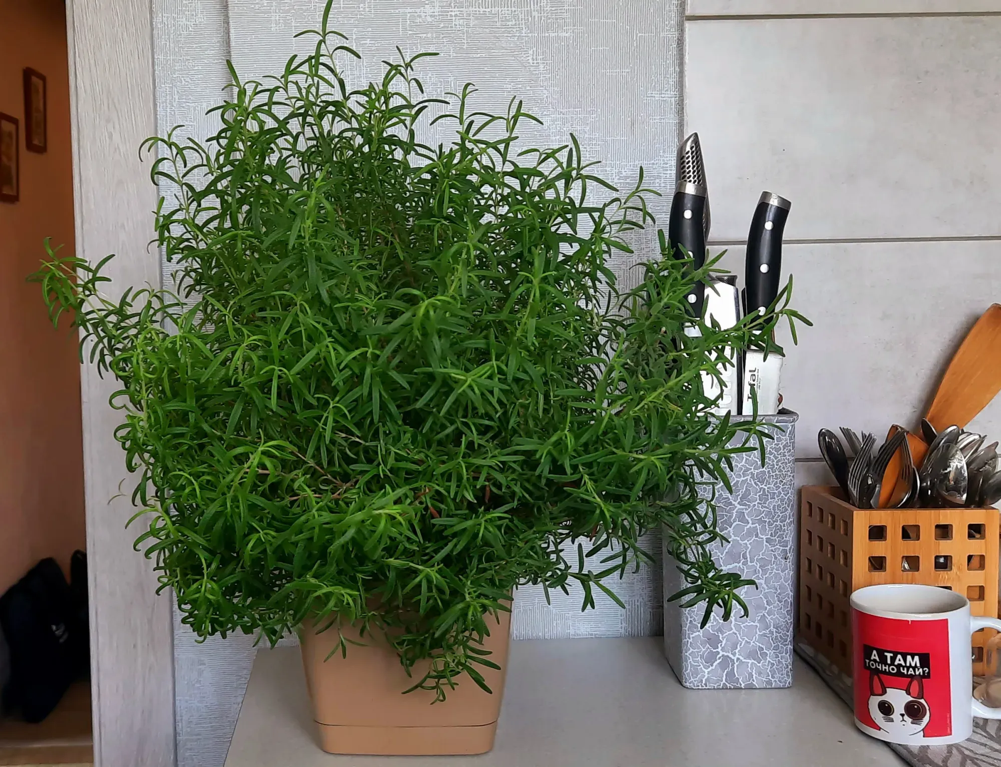 а тут я поначалу даж согласилась с котом на кружке, ибо куст не сразу опознала)