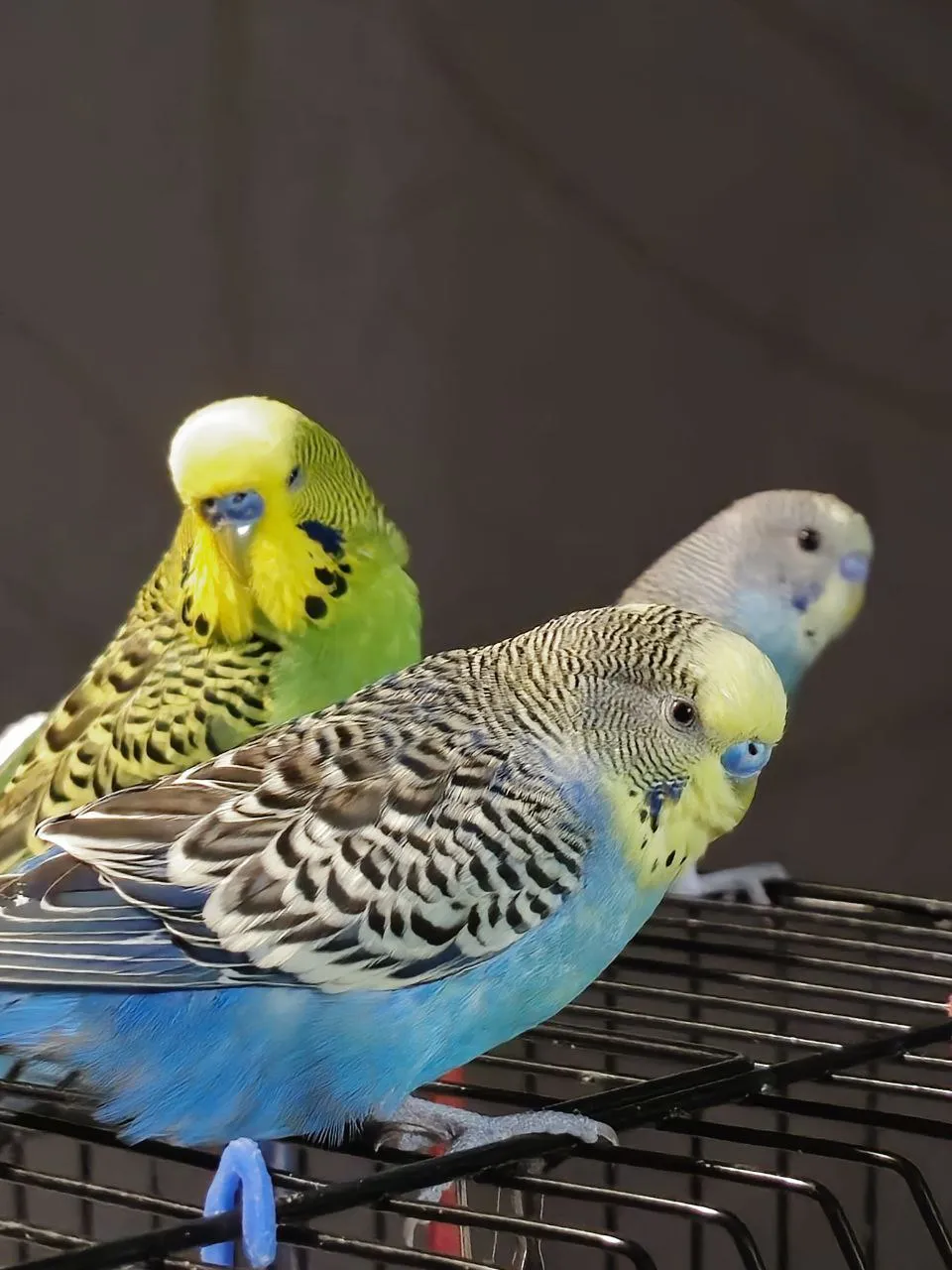 Ну курочка же :D