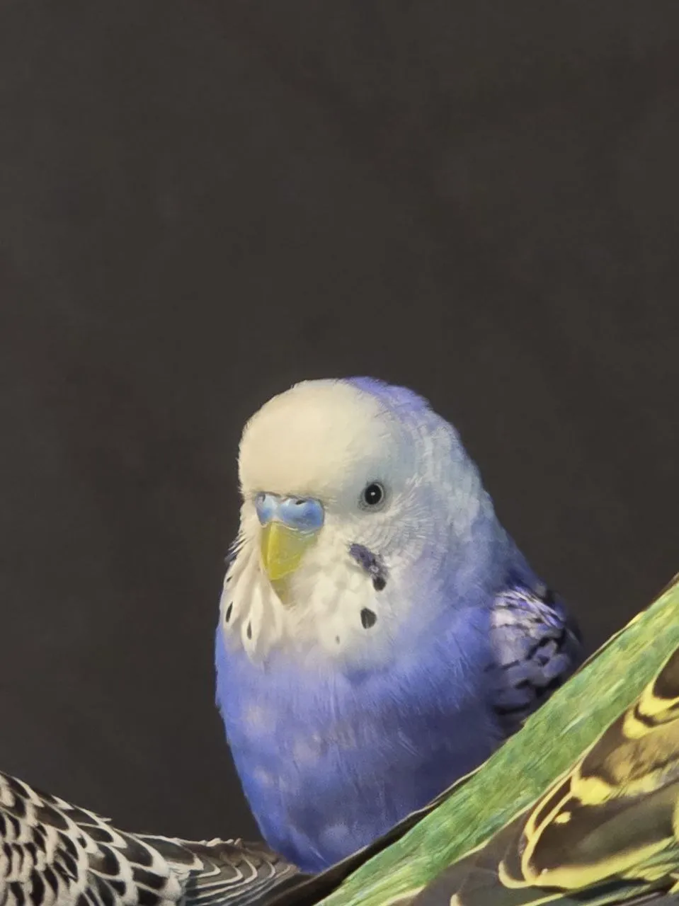 Добрейший взгляд с ебанцой)