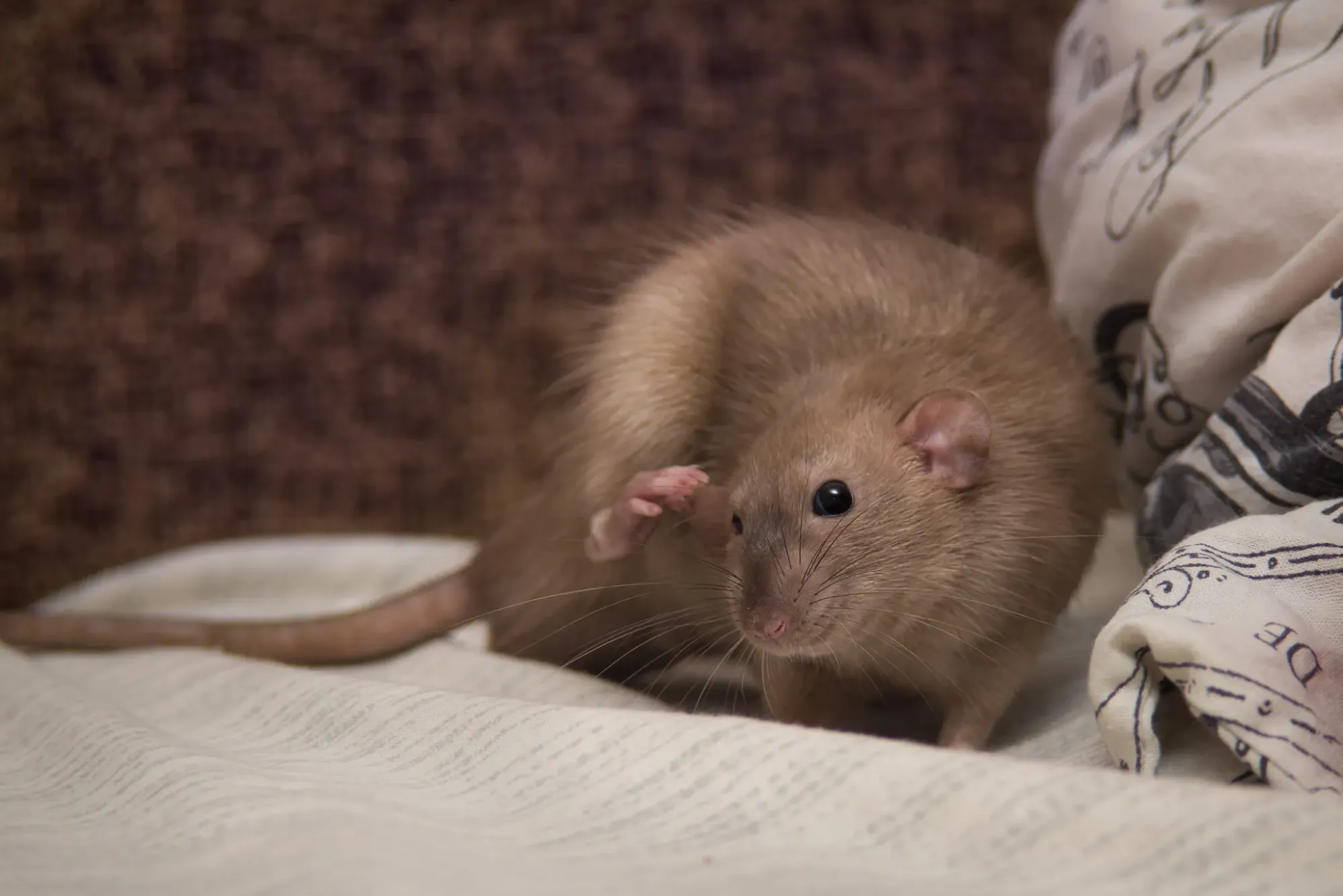 Press F to pay respect