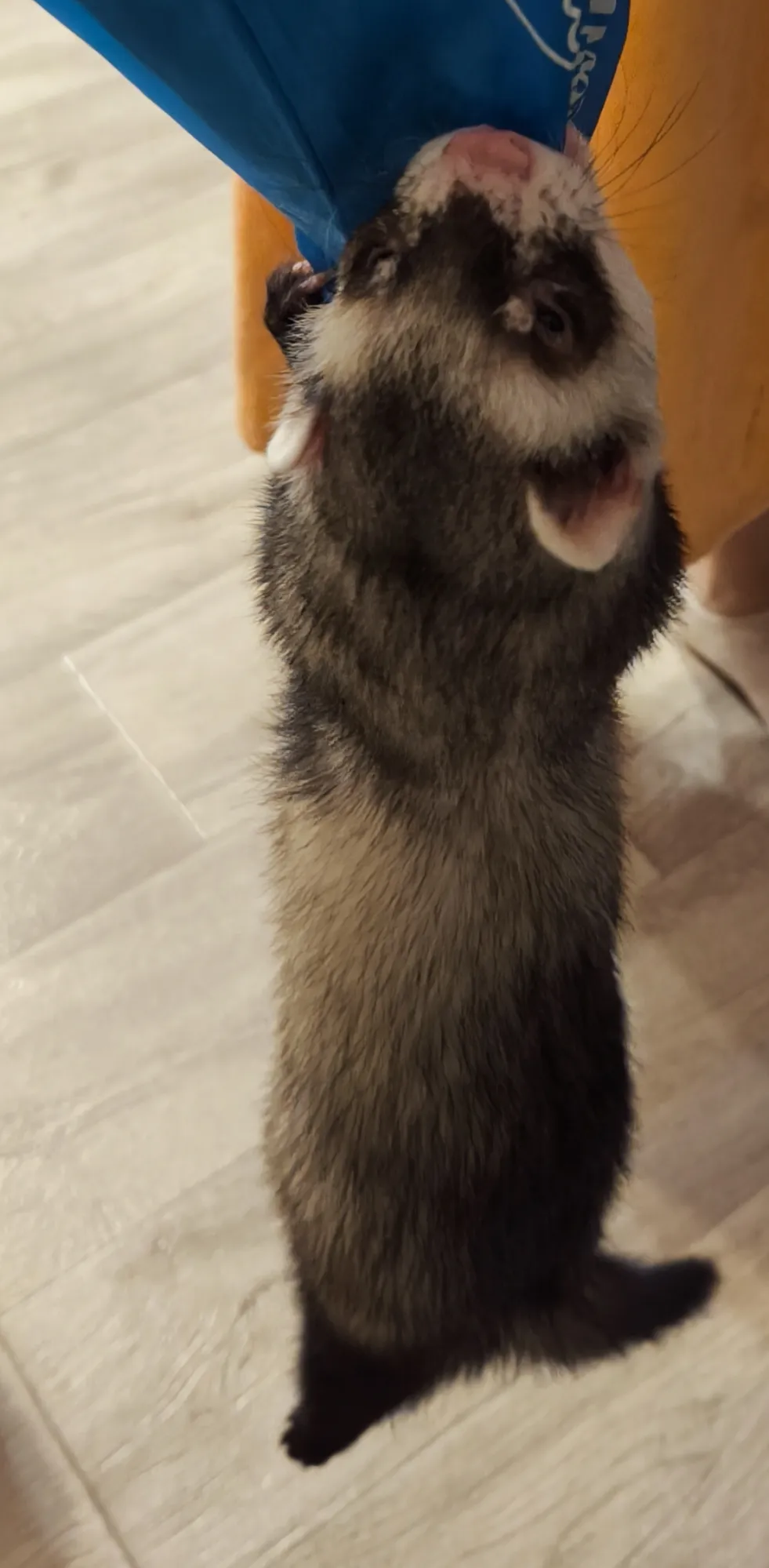 Там шоколад, не отпусю!