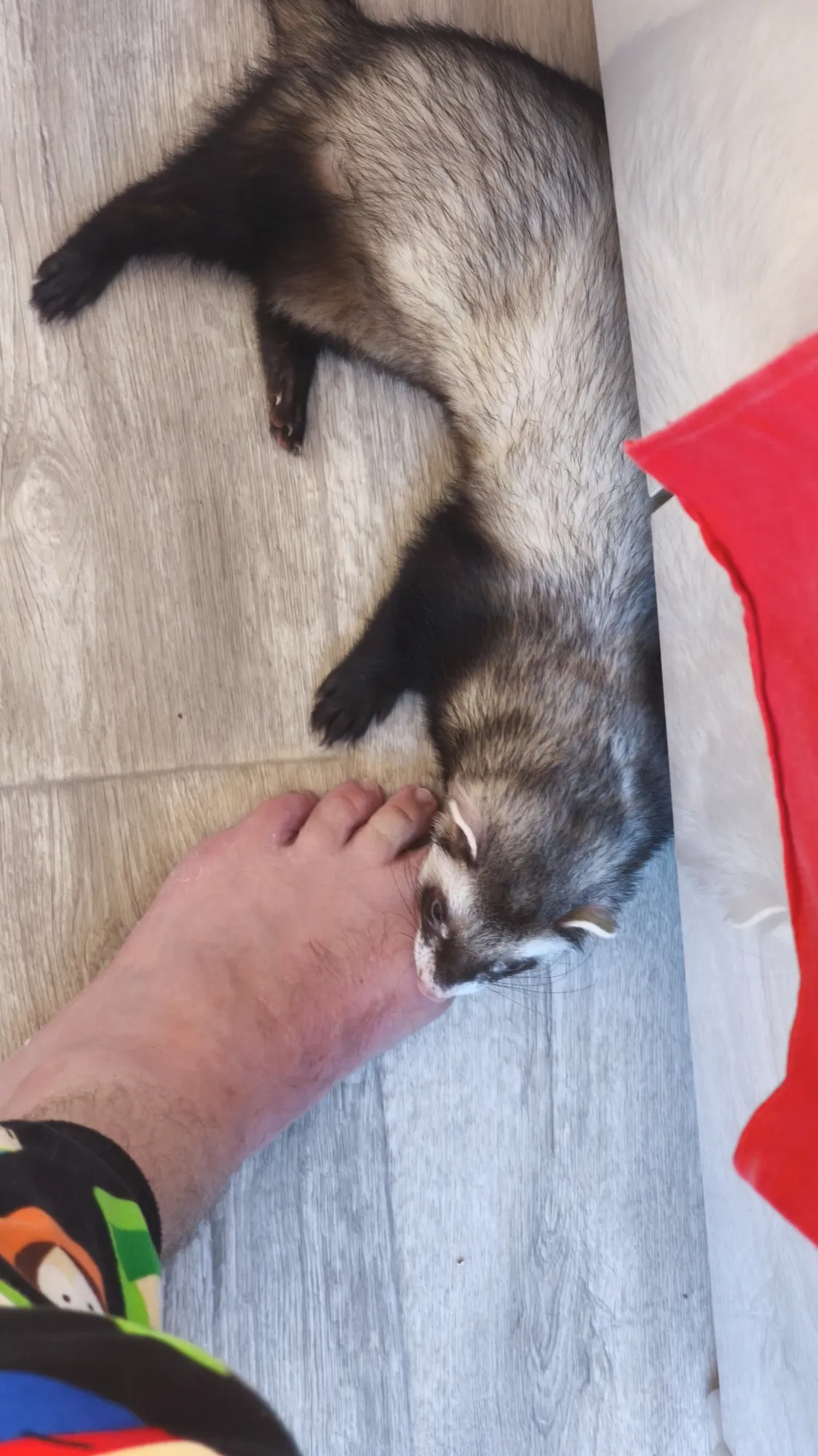 Готов на любые проявления любви лишь бы накормили)))