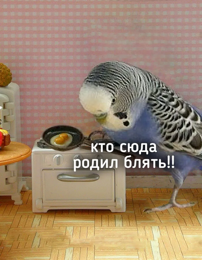 Специально для Куки