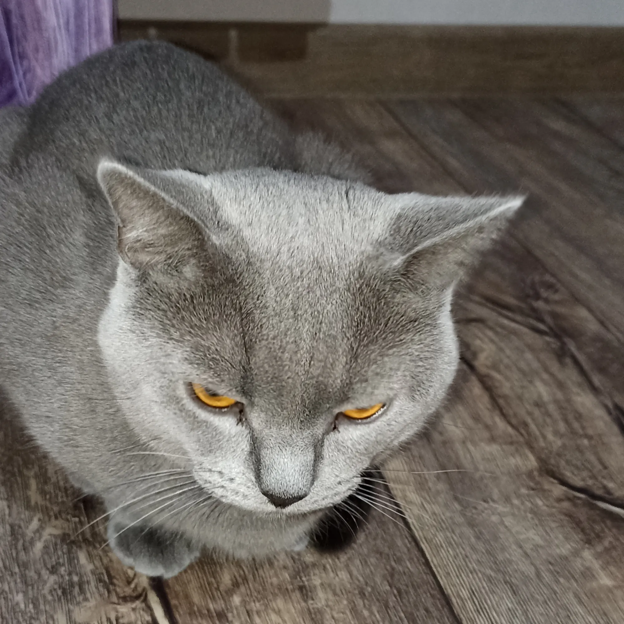 Ждёт КОТлет.